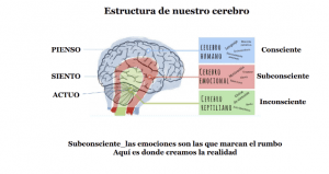 Estructura Cerebro